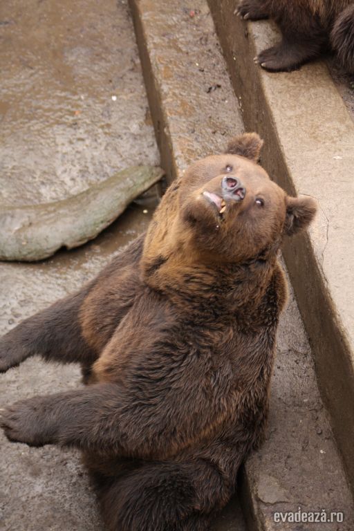 Gradina Zoologica Targu Mures | 6